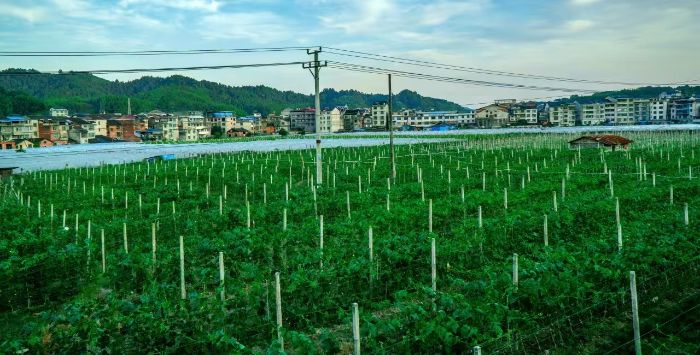 湘潭大學學子將環保課堂“畫”進侗鄉山村