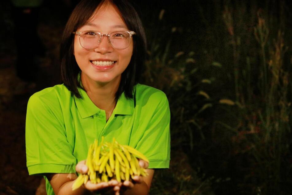 “黃色風暴”來襲：傳統黃花菜產業與現代科技的強烈碰撞