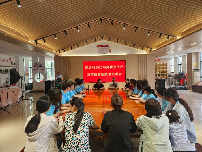 河海學子三下鄉：助力湯店村茶產業升級，“茶蘊希望”譜寫鄉村振興新篇章