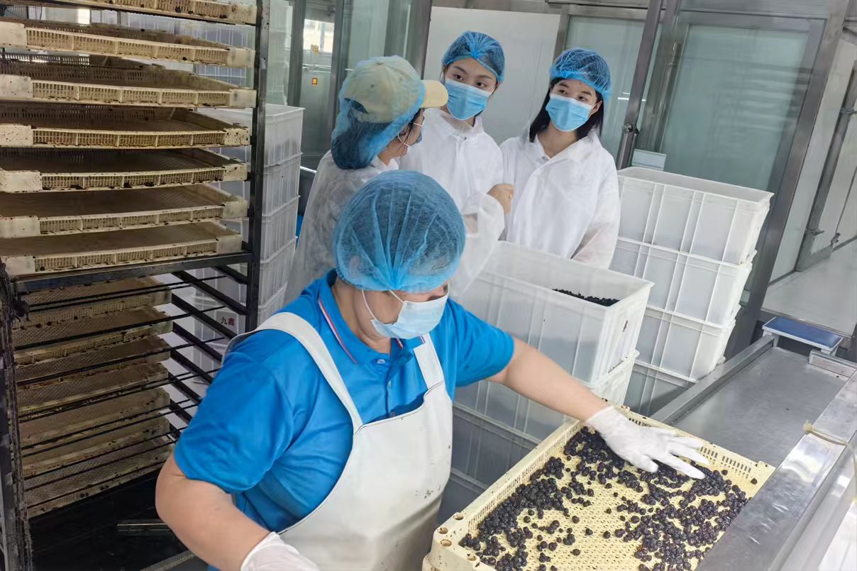 南京財經大學：“林下藍途調研隊”藍莓倉配冷鏈一體化實踐研究