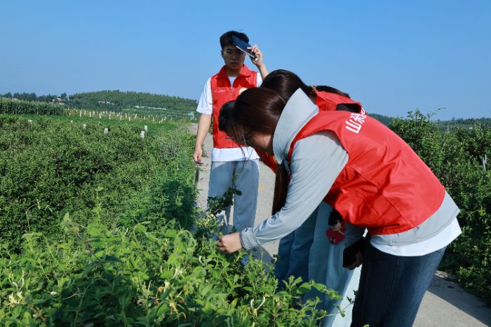 山東理工大學管理學院循“蒙”而行實踐團 赴國家區域性金銀花良種繁育基地展開調研