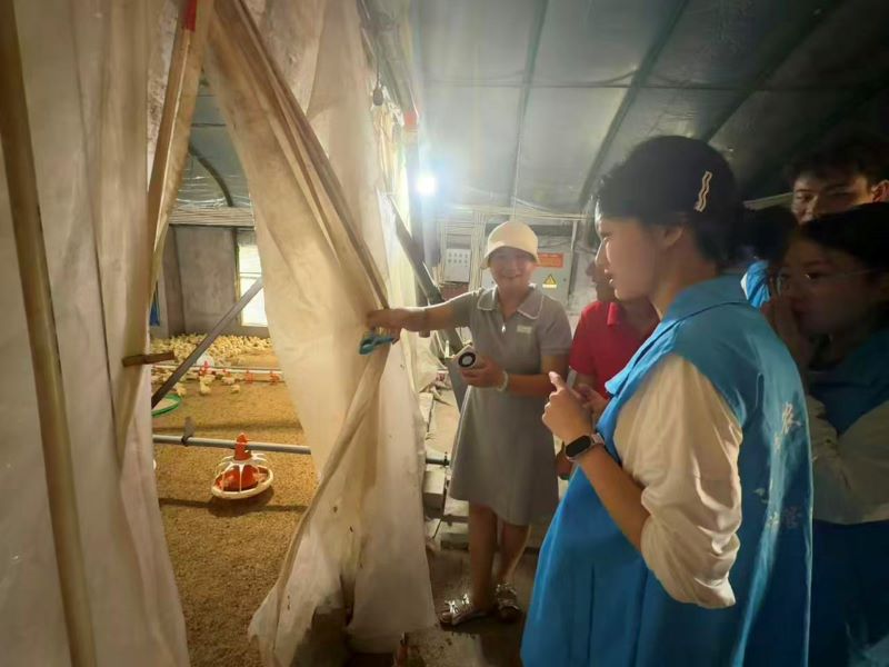 圖為村干部帶領參觀新美養雞場
