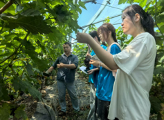 安財學子葡萄架下問計，青春智慧賦能洼張產業振興