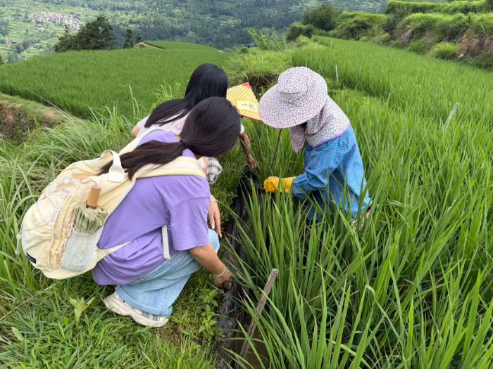 踏梯田沃土，承侗寨匠心 ——華中農業大學園藝林學學院實踐團赴黎平探訪梯田生態農耕與侗族傳統竹編民俗文化