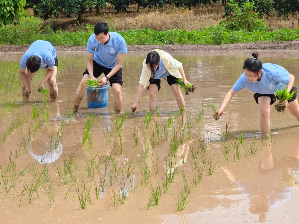 圖為實踐團成員下到田間幫助村民插秧。廖雯純 供圖